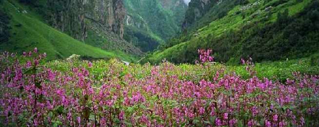 Valley of Flowers - Uttaranchal Tourism